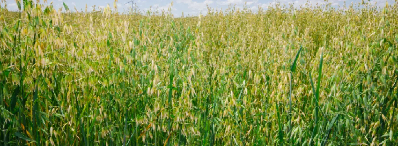 Oats and sustainable farming